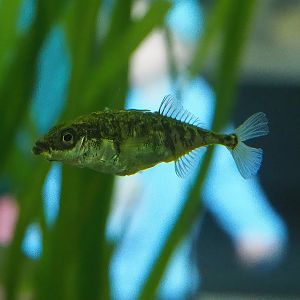 Three-spined stickleback (Gasterosteus aculeatus), 2022-08-20