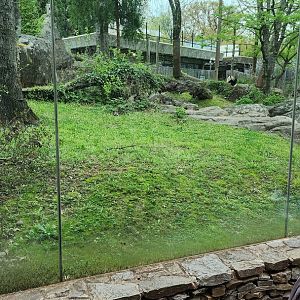 Giant Panda Exhibit 3