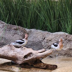 American Avocets