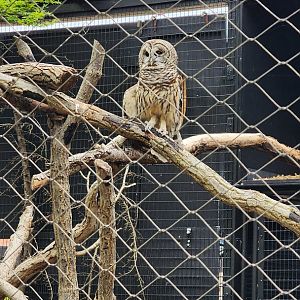 Barred Owl