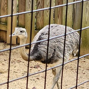 Greater Rhea