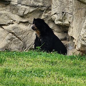 Andean Bear