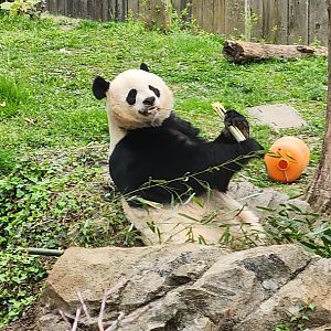 Giant Panda