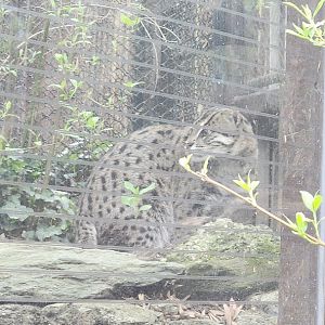 Fishing Cat