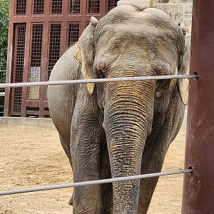 Asian Elephant