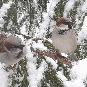 House sparrows (Passer domesticus)