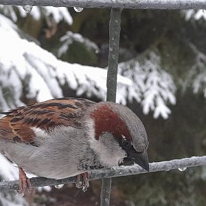 House sparrow (Passer domesticus)