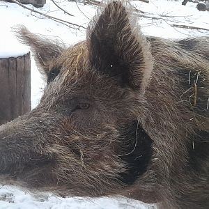 Linderöd pig