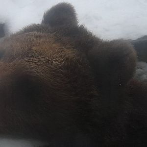 Eurasian Brown bear (Ursus arctos arctos)