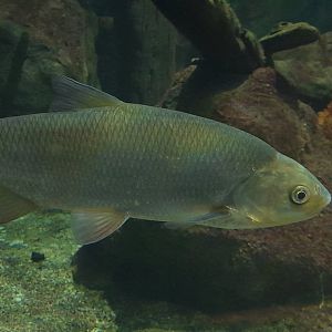 Ide (Leuciscus idus)