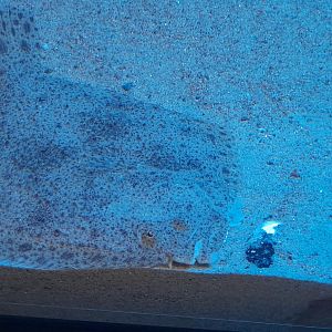 Turbot (Scophthalmus maximus)