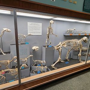 Bone Hall Carnivorans