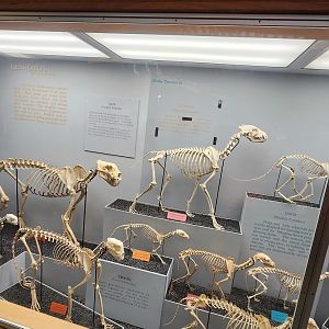 Bone Hall Carnivorans