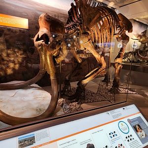 Mammuthus Primigenius