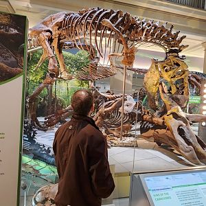 Tyrannosaurus Rex and Triceratops