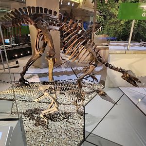 Camptosaurus Dispar Juvenile