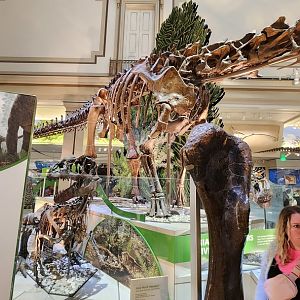 Diplodocus and Allosaurus Fragilis