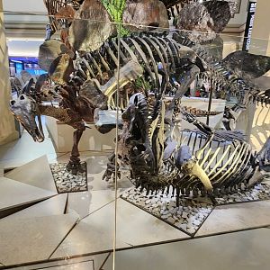 Ceratosaurus and Stegosaurus