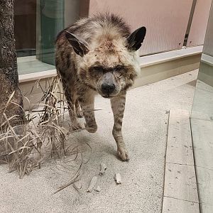 Striped Hyena