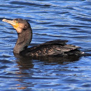Black Shag (Phalacrocorax carbo)