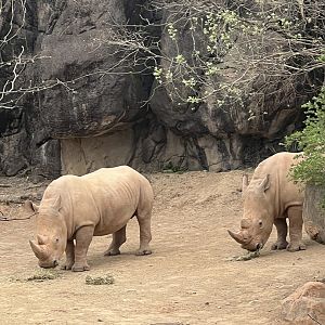 J.P. and Jelani the Southern White Rhinos