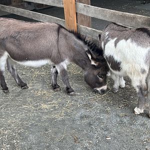 Harry and Lloyd the Miniature Donkeys