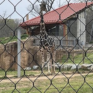 Caesar the male Reticulated Giraffe