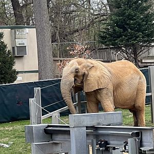 Tuffy the male African Elephant