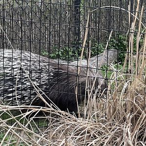 Kayin the African Cape Porcupine