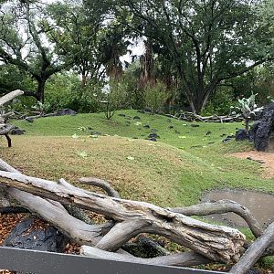 Galápagos Islands- Galapagos Tortoise Enclosure