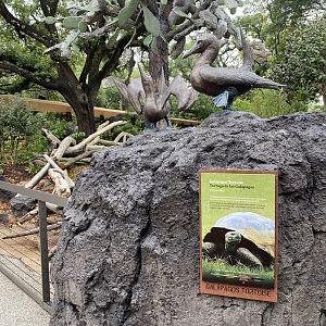Galápagos Islands- Galapagos Tortoise Sign and Blue Footed Booby Sculptures