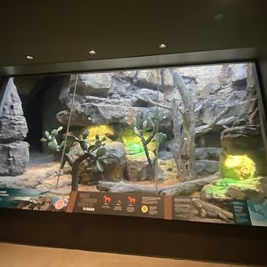 Galápagos Islands- Grand Cayman Blue Iguana