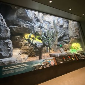 Galápagos Islands- Grand Cayman Blue Iguana