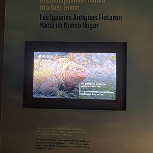 Galápagos Islands- Iguana Origins Sign