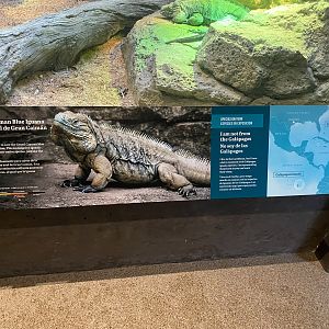 Galápagos Islands- Grand Cayman Blue Iguana Sign