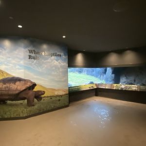 Galápagos Islands- Where Reptiles Rule