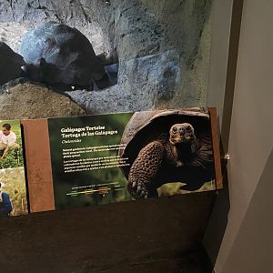 Galápagos Islands- Galapagos Tortoise Sign