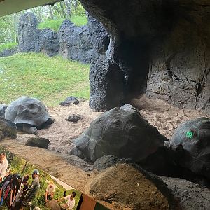 Galápagos Islands- Galapagos Tortoise Enclosure