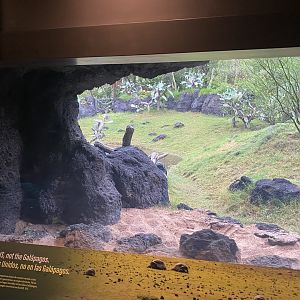 Galápagos Islands- Galapagos Tortoise Enclosure