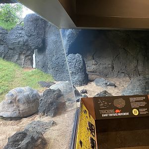 Galápagos Islands- Galapagos Tortoise Enclosure