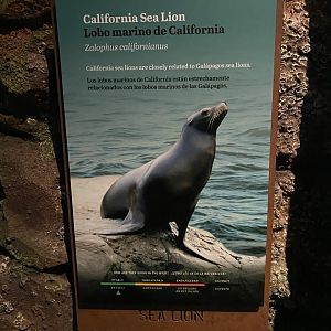 Galápagos Islands- California Sea Lion Sign