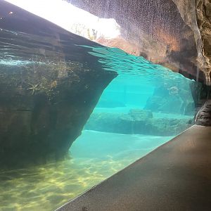 Galápagos Islands- California Sea Lion Enclosure