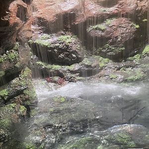 Galápagos Islands- Sally Lightfoot Crab Enclosure