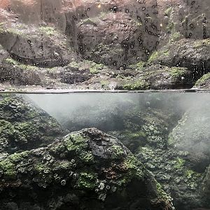 Galápagos Islands- Sally Lightfoot Crab Enclosure