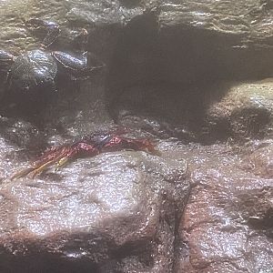 Galápagos Islands- Sally Lightfoot Crab Enclosure