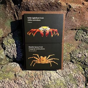 Galápagos Islands- Crab Species Sign