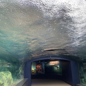 Galápagos Islands- Sea Lion Tunnel