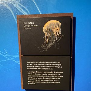 Galápagos Islands- Sea Nettle Sign