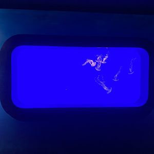 Galápagos Islands- Sea Nettle Enclosure