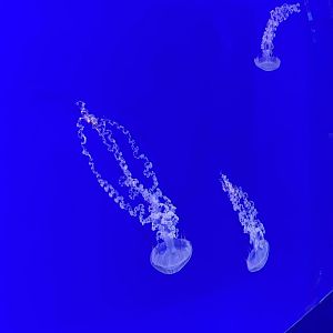 Galápagos Islands- Sea Nettle Enclosure